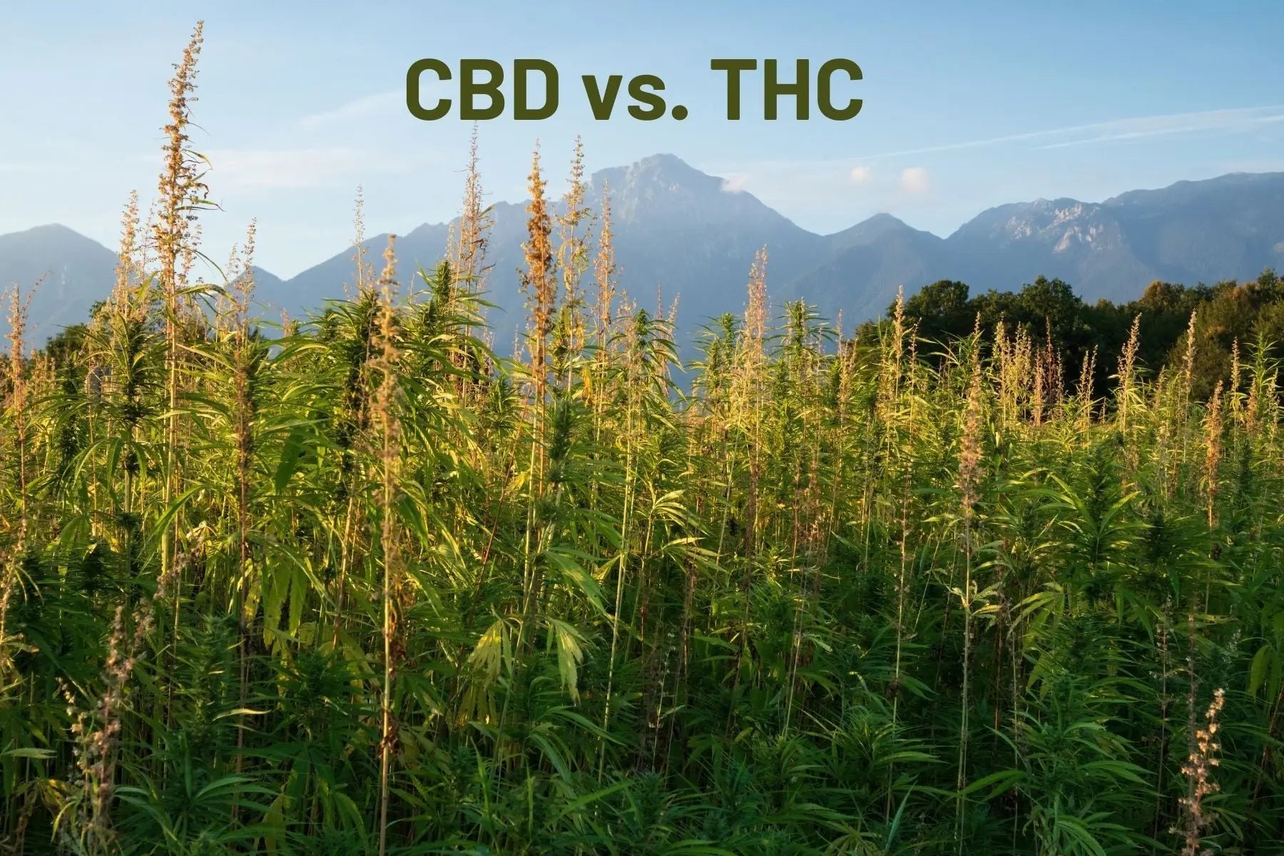 CBD-vs.-THC-A-Comparison-of-Benefits Mother Earth Natural Health