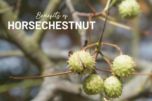 A-Glimpse-at-the-Magic-Discover-the-Incredible-Benefits-of-Horsechestnut-Extract-Supplement Mother Earth Natural Health