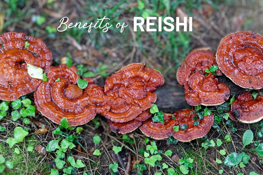 Realizing-the-Magic-Discover-the-Incredible-Benefits-of-Reishi-Functional-Mushroom-Capsules Mother Earth Natural Health