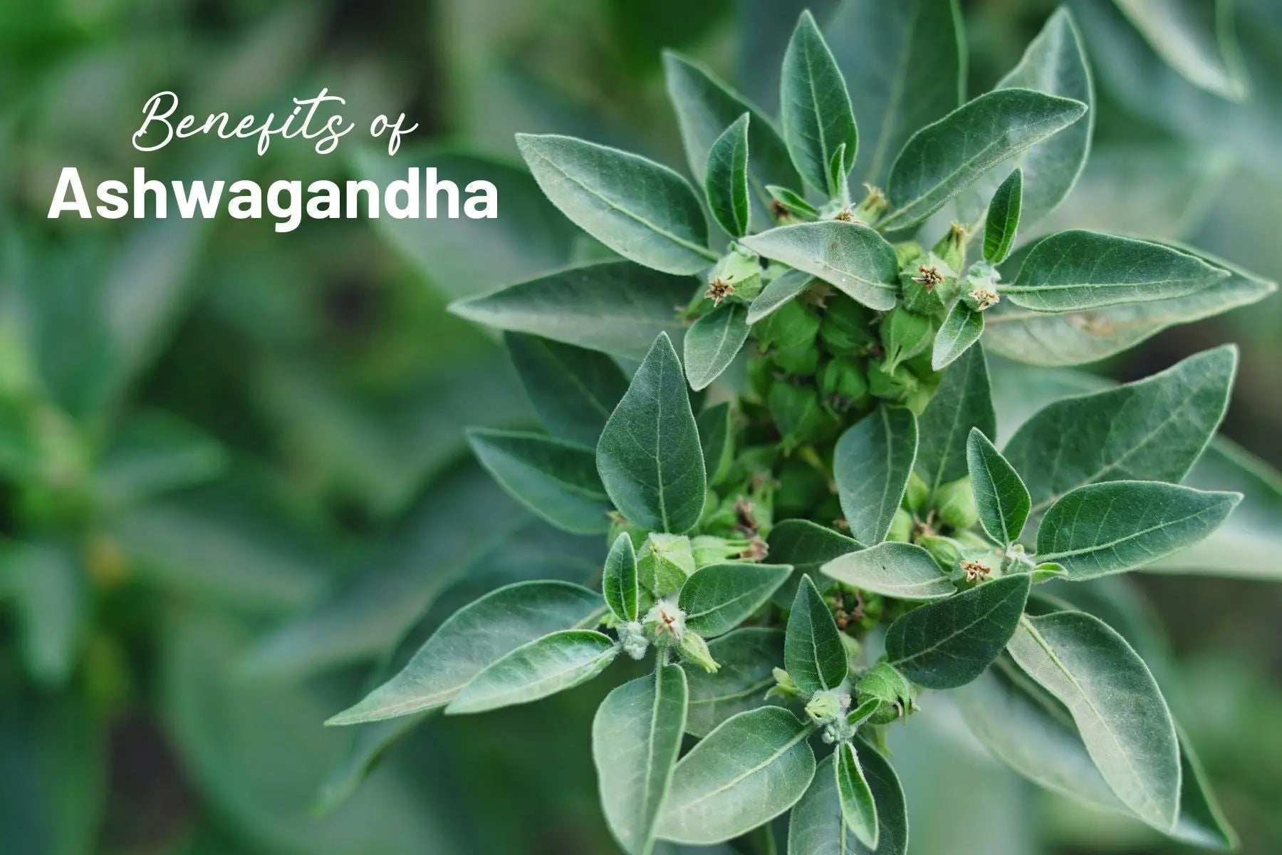 Identifying-the-Power-of-Ashwagandha-Discover-the-Incredible-Benefits-of-this-Super-Supplement Mother Earth Natural Health