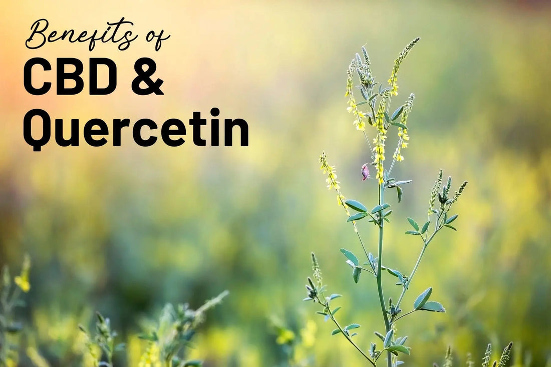 Discovering-the-Power-of-CBD-and-Mother-Earth-s-Quercetin-500-Plus-Enhancing-Your-Well-being-Naturally Mother Earth Natural Health
