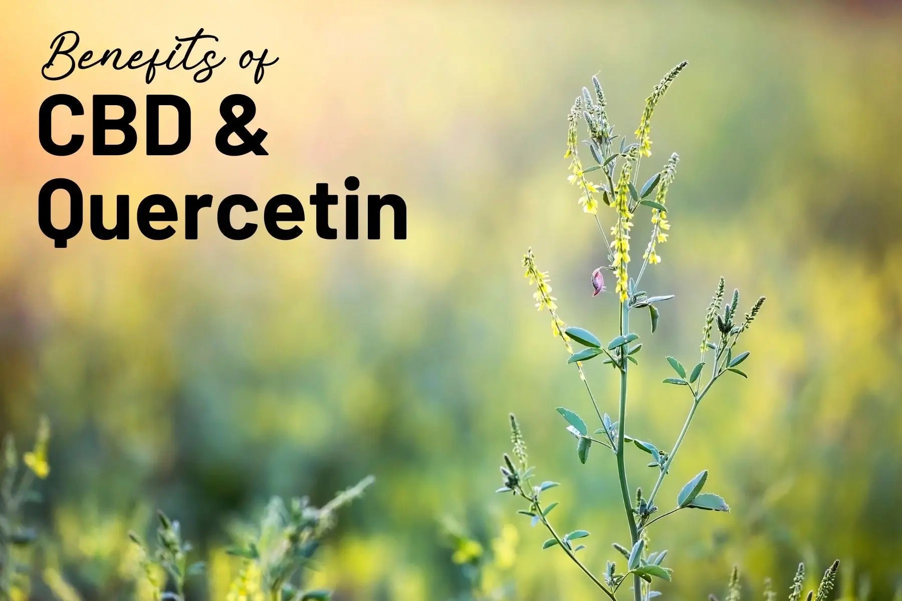 Discovering-the-Power-of-CBD-and-Mother-Earth-s-Quercetin-500-Plus-Enhancing-Your-Well-being-Naturally Mother Earth Natural Health