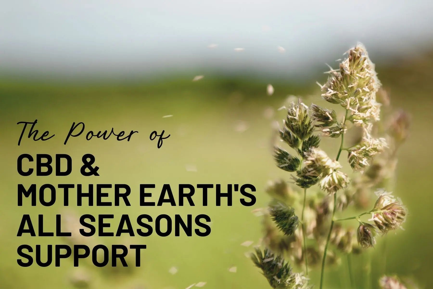 Supercharge-Your-Wellness-Routine-Unlock-the-Power-of-CBD-and-Mother-Earth-s-All-Seasons-Support Mother Earth Natural Health