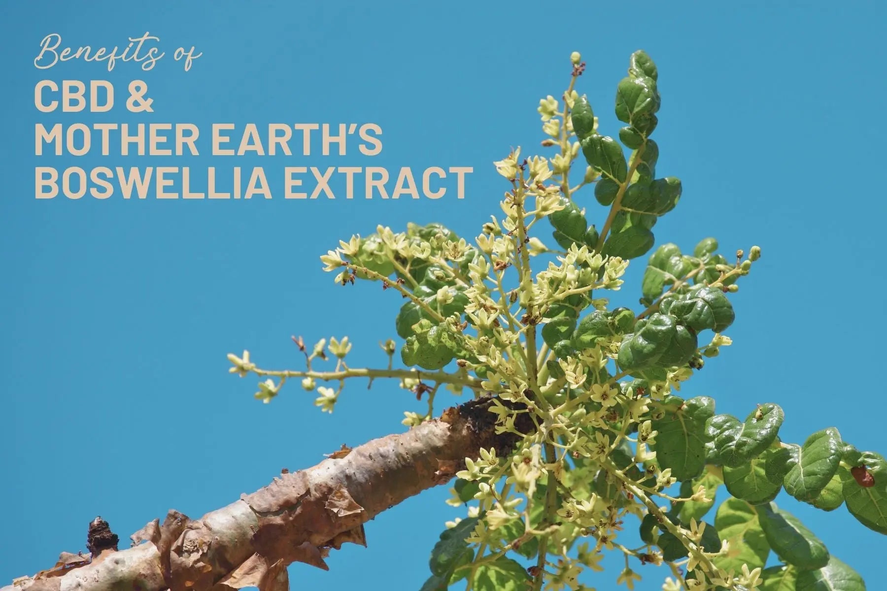 The-Ultimate-Duo-Supercharge-Your-Wellness-with-CBD-and-Mother-Earth-s-Boswellia-Extract-Capsules Mother Earth Natural Health