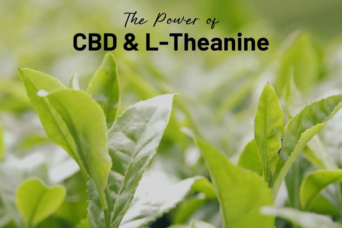 The-Power-of-CBD-and-Mother-Earth-s-L-Theanine-A-Powerful-Partnership-for-Maximum-Effectiveness Mother Earth Natural Health