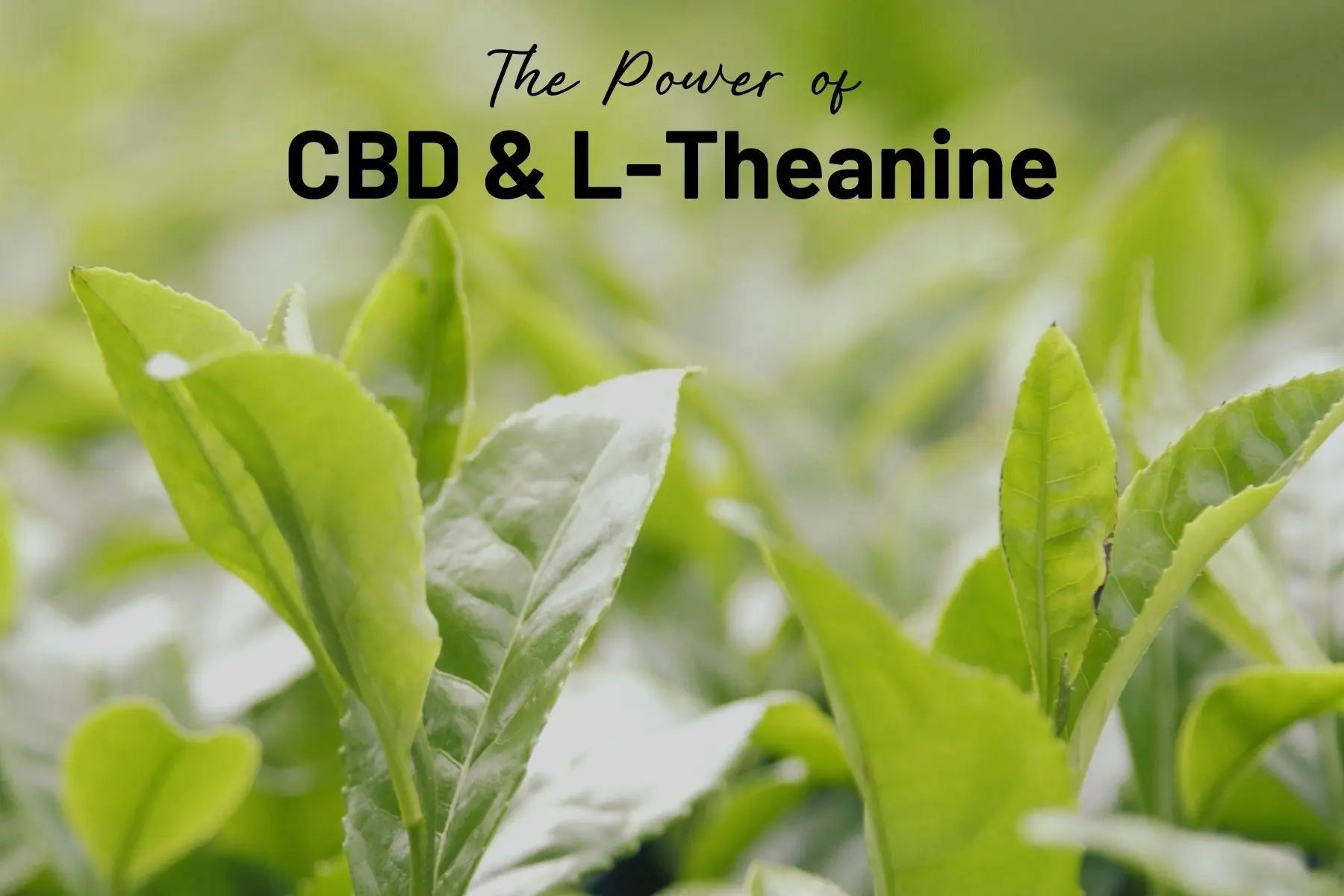The-Power-of-CBD-and-Mother-Earth-s-L-Theanine-A-Powerful-Partnership-for-Maximum-Effectiveness Mother Earth Natural Health