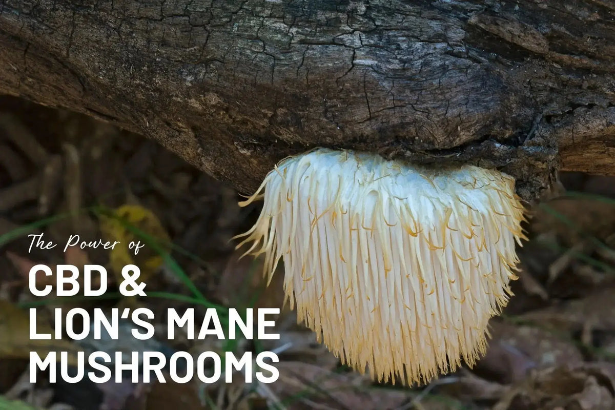 Boost-Your-Wellness-with-CBD-and-Mother-Earth-s-Lion-s-Mane-Capsules-Unleash-the-Power-of-Nature-s-Functional-Mushrooms Mother Earth Natural Health