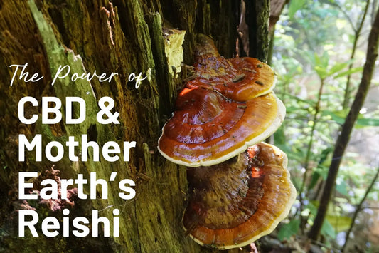 Exploring-the-Power-of-CBD-and-Mother-Earth-s-Reishi-Capsules-A-Natural-Harmony-for-Optimal-Wellness Mother Earth Natural Health