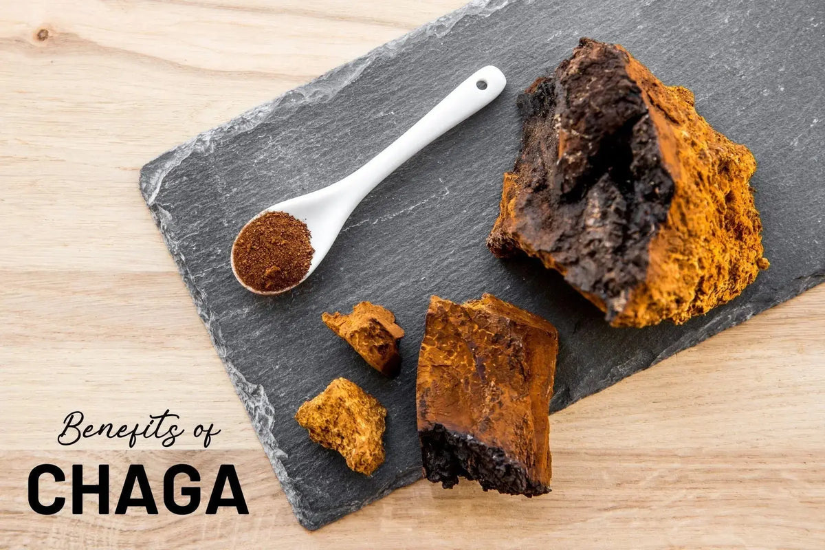 Boost-Your-Health-with-Chaga-Mushroom-Capsules-Unveiling-the-Secret-Benefits Mother Earth Natural Health