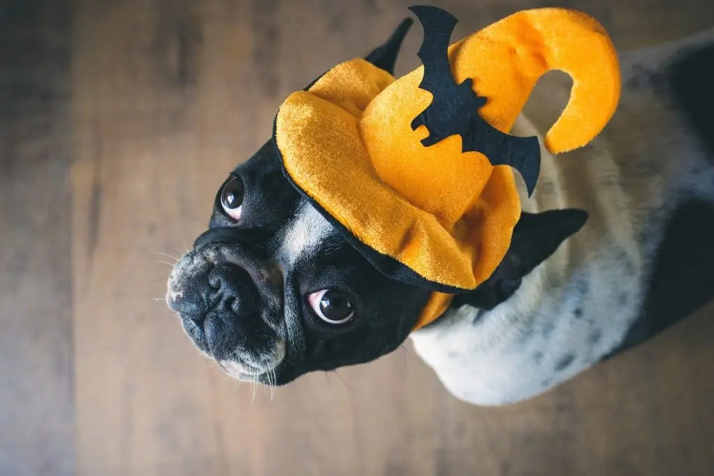 6-Ways-to-Make-Halloween-Easier-on-Pets Mother Earth Natural Health