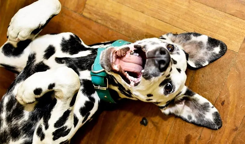 A-CBD-Oil-To-Keep-Your-Dog-Healthy-and-Happy Mother Earth Natural Health