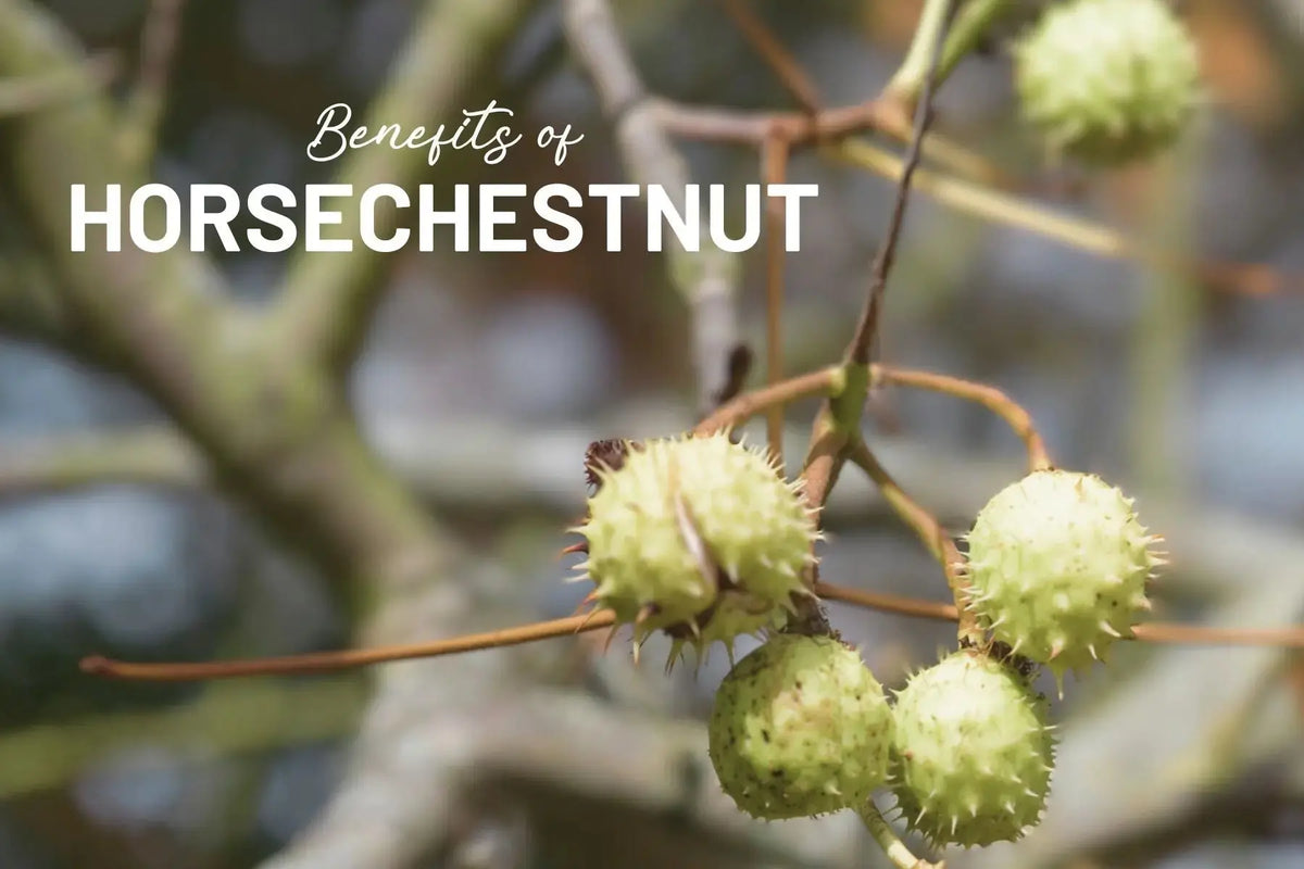 A-Glimpse-at-the-Magic-Discover-the-Incredible-Benefits-of-Horsechestnut-Extract-Supplement Mother Earth Natural Health
