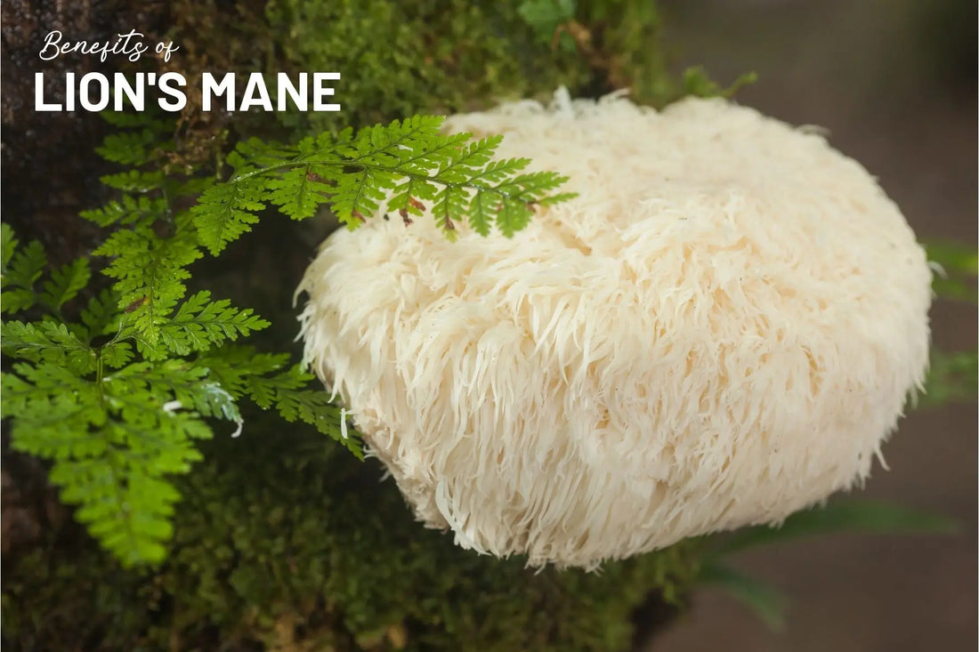 The-Roaring-Benefits-of-Lion-s-Mane-Unleashing-the-Power-of-this-Mighty-Mushroom Mother Earth Natural Health