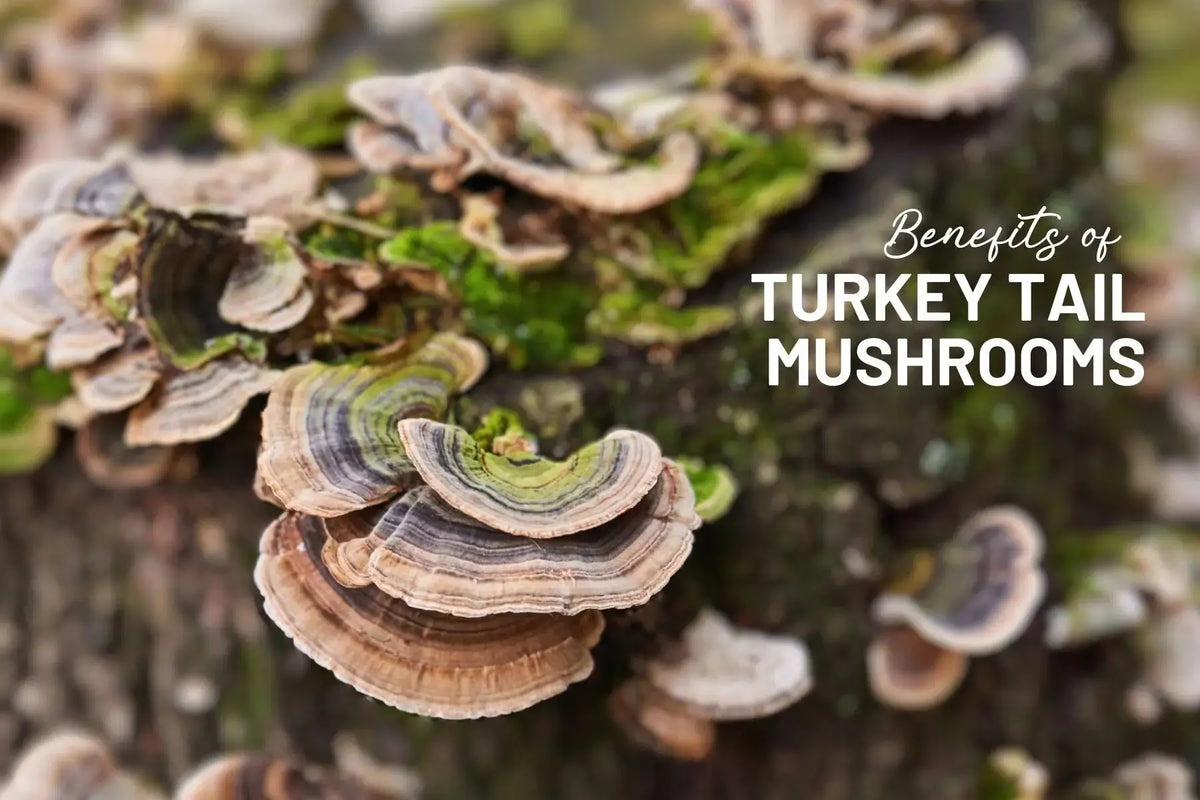 Boost-Your-Health-Naturally-with-Turkey-Tail-Mushroom-Capsules-Unveiling-the-Incredible-Benefits Mother Earth Natural Health