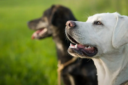 What-Can-I-Give-My-Dog-For-Firework-Anxiety Mother Earth Natural Health