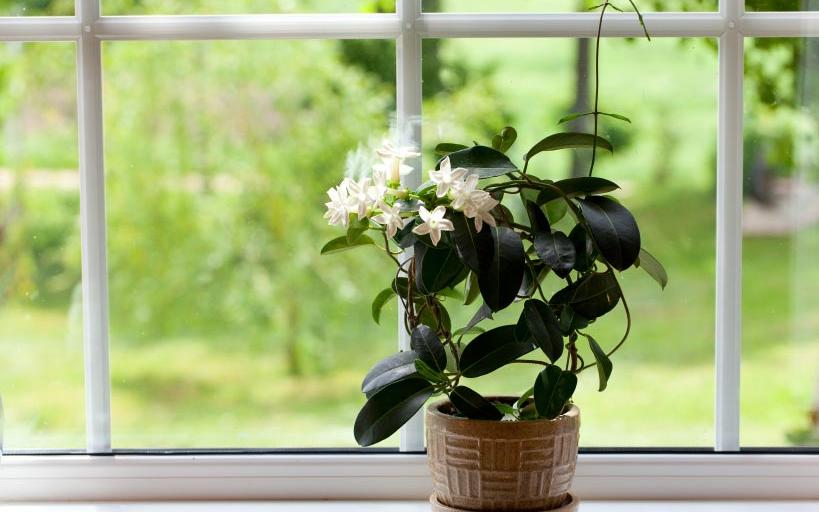 12 Plants For Your Bedroom to Help You Sleep