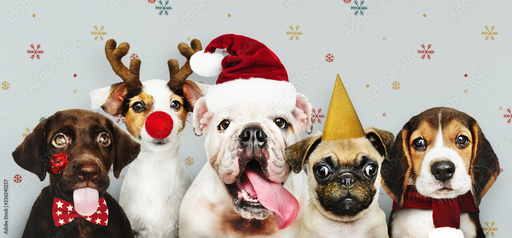 How to Keep Your Pet Calm During Holiday Crowds: The Power of CBD