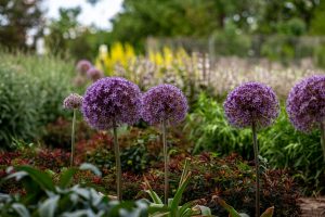 Alliums in a Garden