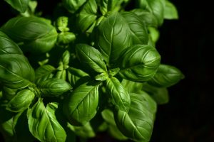 Fresh Basil Plant