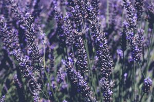 Lavender Flower Garden