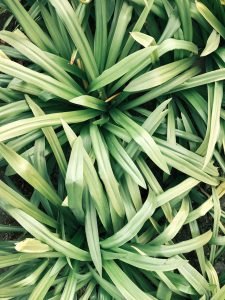 Lemongrass Plant