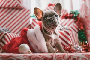 Dog with Gifts